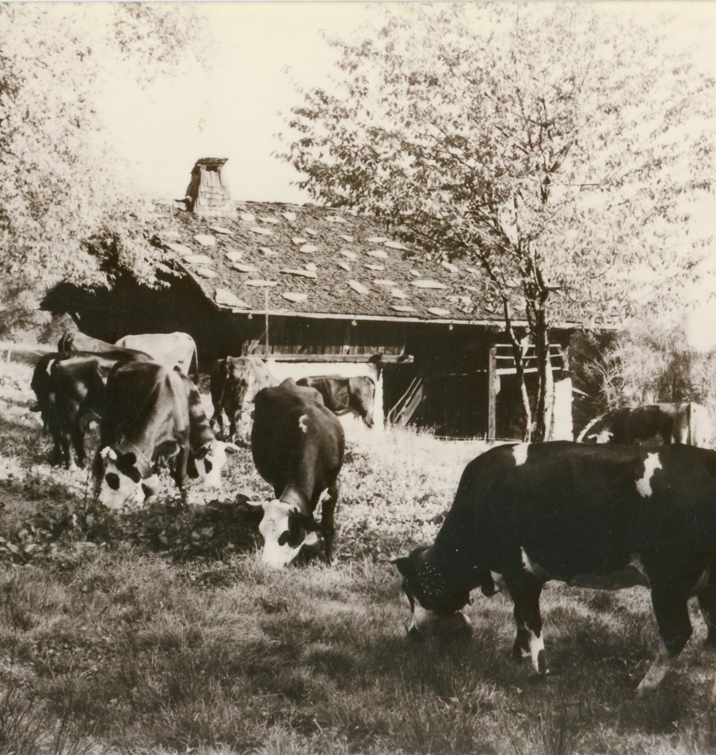 Vaches devant une grange collection musée Montagnard