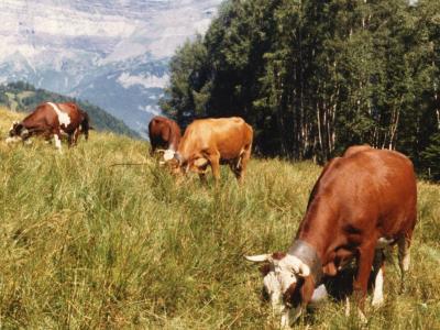 Vaches en champ à Charousse ©collection musée Montagnard Vaches en champ à Charousse