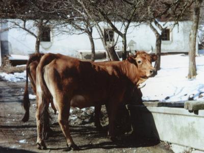 Vache dans un paysage hivernal